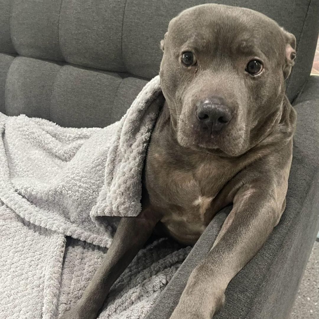 Mast Cell Tumours in Dogs